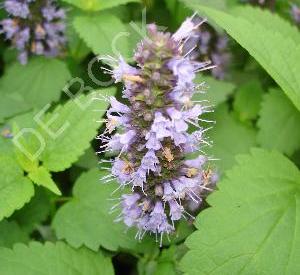 Agastache foeniculum 'Black Adder'