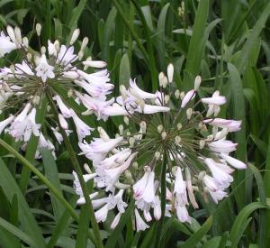 Agapanthus umbellatus 'Albus'