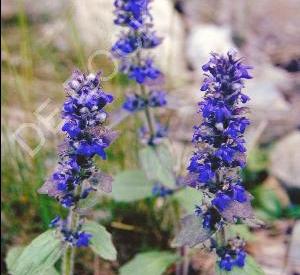 Ajuga reptans