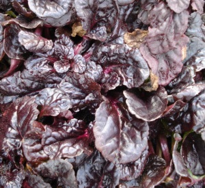 Ajuga reptans 'Black Scallop' (r)