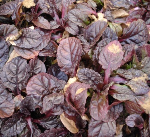 Ajuga reptans 'Symons Type'