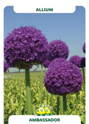 Allium  'Ambassador'
