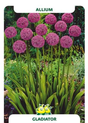 Allium 'Gladiator'