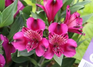 Alstroemeria in cultivars