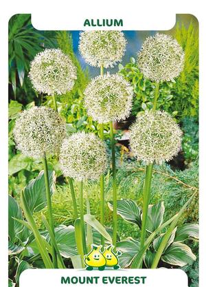 Allium 'Mount Everest'