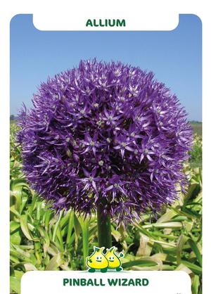 Allium  'Pinball Wizard'