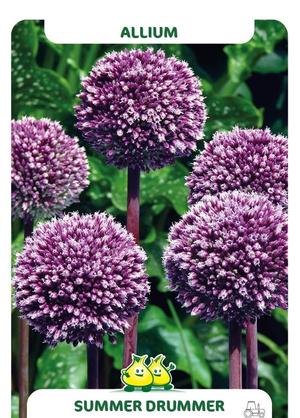 Allium 'Summer Drummer'