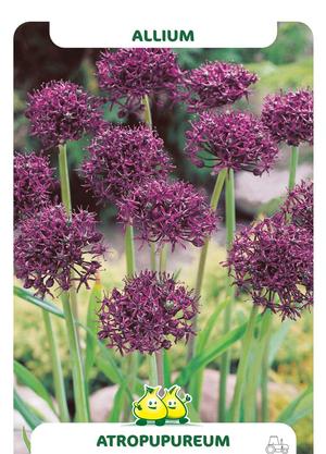 Allium atropurpureum