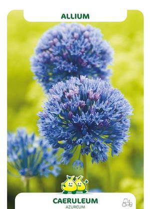 Allium caeruleum