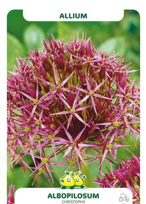 Allium christophii