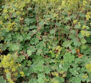 Alchemilla erythropoda