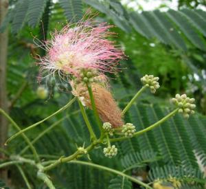 Albizia julibrissin 'Ombrella' (r)