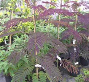 Albizia julibrissin 'Summer Chocolate' (r)