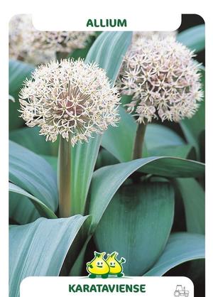 Allium karataviense