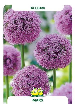 Allium 'Mars'