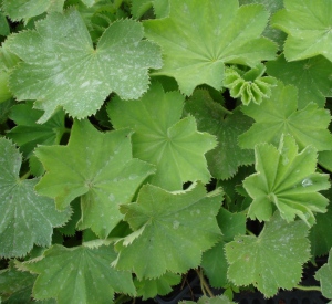 Alchemilla mollis