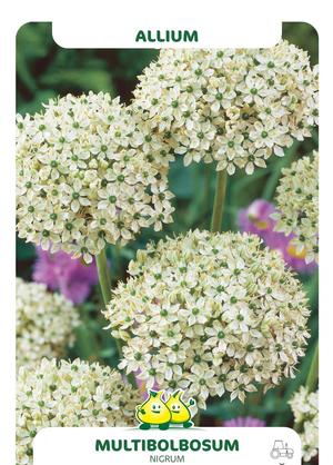Allium multibulbosum