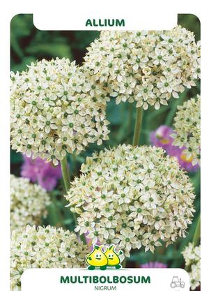 Allium nigrum