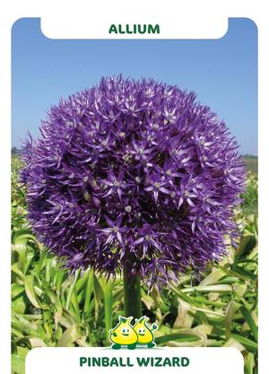 Allium  'Pinball Wizard'
