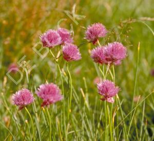 Allium schoenoprasum