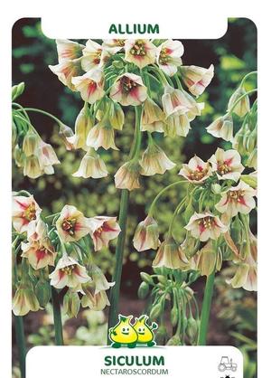 Allium siculum var. nectaroscordum