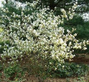 Amelanchier lamarckii