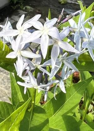 Amsonia tabernaemontana JS®'Stella Azul'
