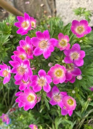 Anemone 'Spring Beauty Pink'