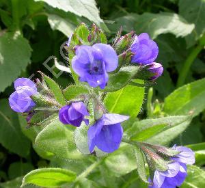 Anchusa azurea 'Loddon Royalist'