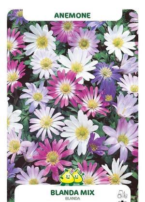 Anemone blanda MIX