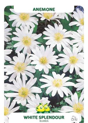 Anemone blanda 'White Splendor'