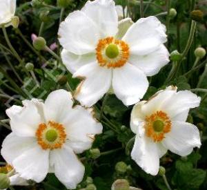 Anemone hybrida 'Andrea Atkinson'