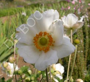 Anemone hybrida 'Coupe d'Argent'