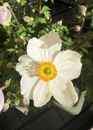 Anemone hybride 'Elfin Swan'