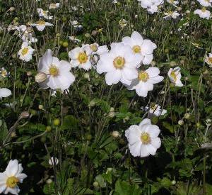 Anemone hybrida 'Honorine Jobert'