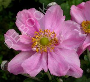 Anemone hybrida 'K�ningin Charlotte'