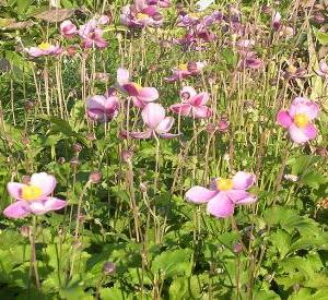 Anemone hupehensis 'Little Princess'