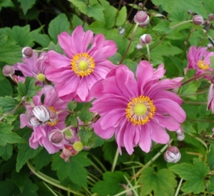 Anemone hybrida 'Margarethe'