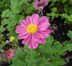 Anemone hybrida 'Pamina'