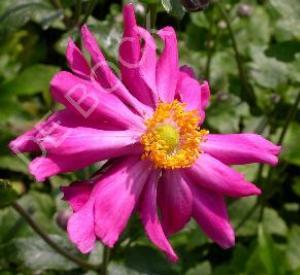 Anemone hupehensis 'Prinz Heinrich'