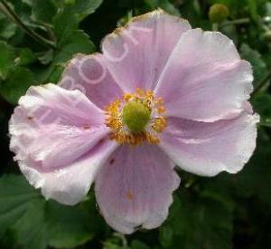 Anemone hybrida 'Richard Ahrens'