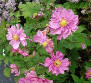 Anemone hybrida 'Rotk�ppchen'