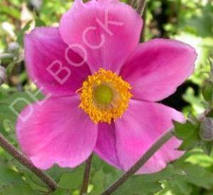 Anemone hybrida 'Rosenschale'