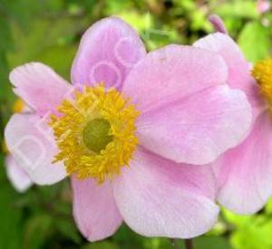 Anemone hupehensis 'September Charm'