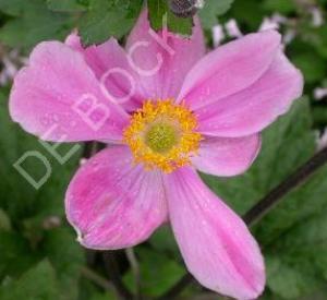 Anemone hybrida 'Serenade'