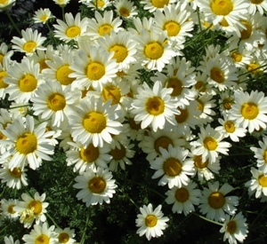 Anthemis hybrida 'Sauce Hollandaise'