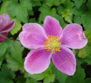 Anemone hupehensis 'Splendens'