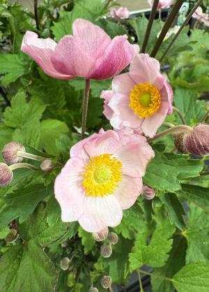 Anemone hupehensis