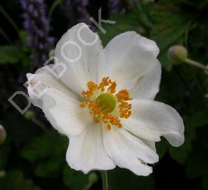 Anemone hybrida 'Whirlwind'