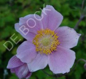 Anemone tomentosa 'Robustissima'